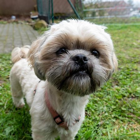 Fewo Harzer Weitblick, Hunde Willkommen, W-Lan, 2X Smart Tv, Dtv 4 Sterne, 4 Pfoten Braunlage Exterior foto